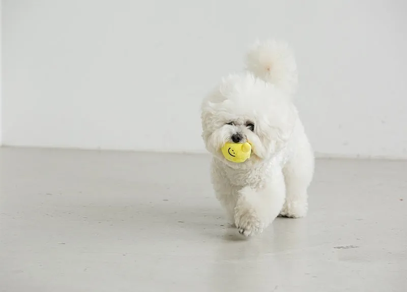 Lemonade Nose Work Dog Toy